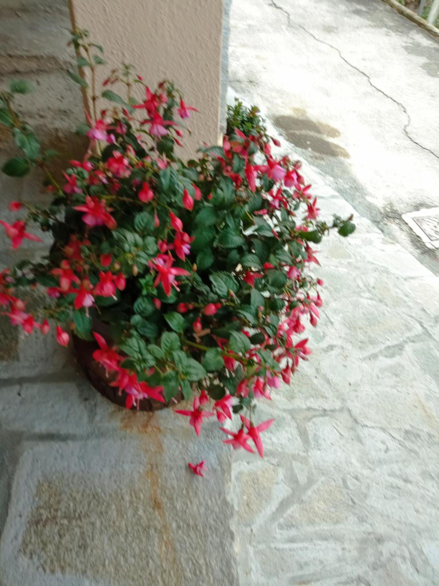 Agriturismo U'Spigu Nonna Annetta Nasino Exterior photo